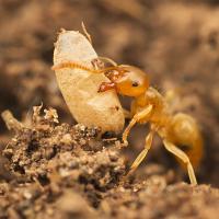 Yellow Meadow Ant with pupa 2 
